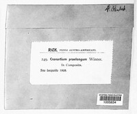 Cionothrix praelonga image